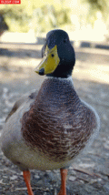 Quack.gif.7c2c9f71dd167219a5d19d1ca9d80ef4.gif